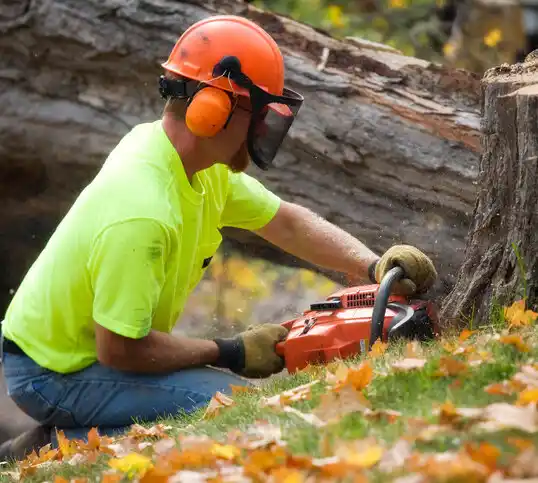 tree services Verona